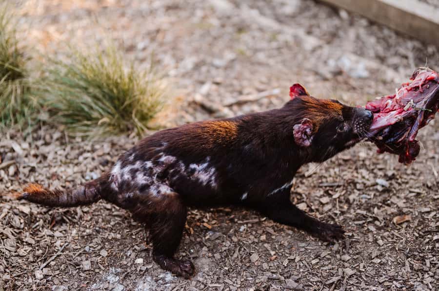 Cradle Mountain: After Dark Tasmanian Devil Feeding Tour - How much value do you get for $26?
