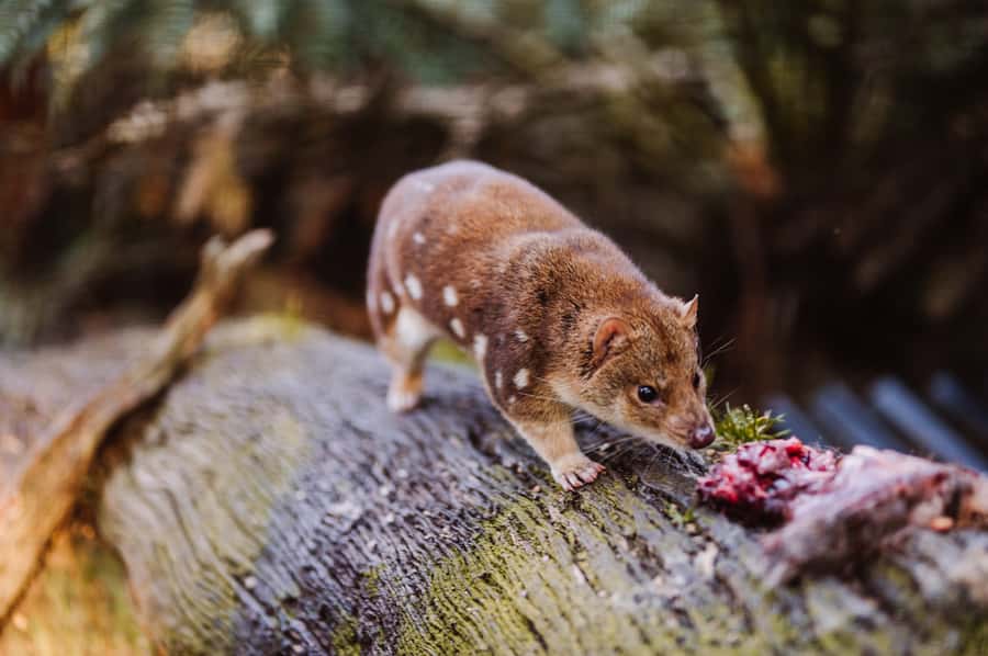 Cradle Mountain: After Dark Tasmanian Devil Feeding Tour - Arriving at Devils@Cradle