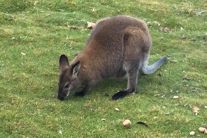 Cradle Mountain Day Tour from Launceston Including Lunch - Key points to know before booking