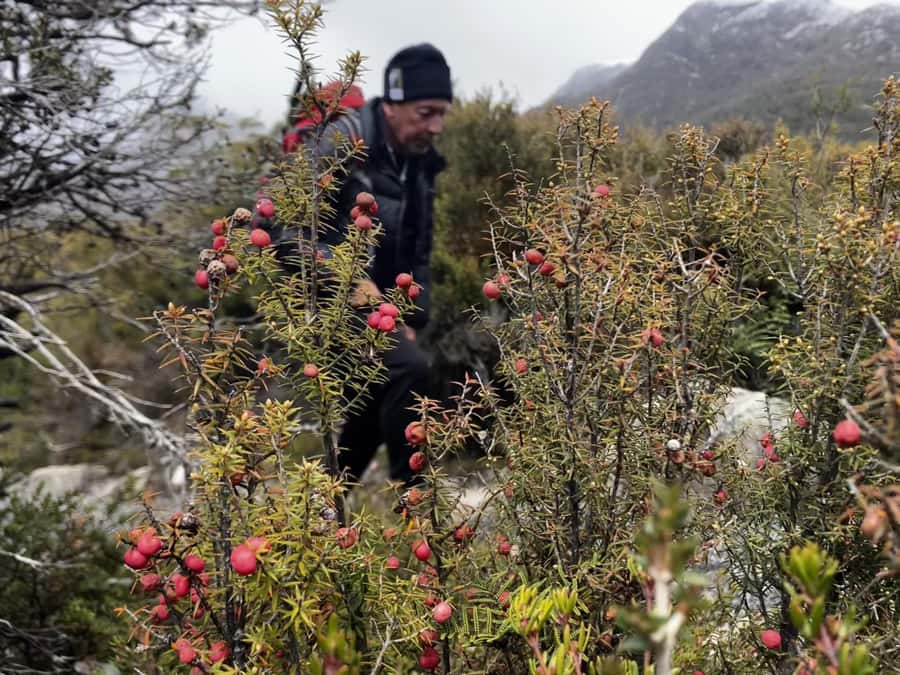 Cradle Mountain: Day Trip from Launceston with Lunch - Waldheim Chalet and the Weindorfers forest walk