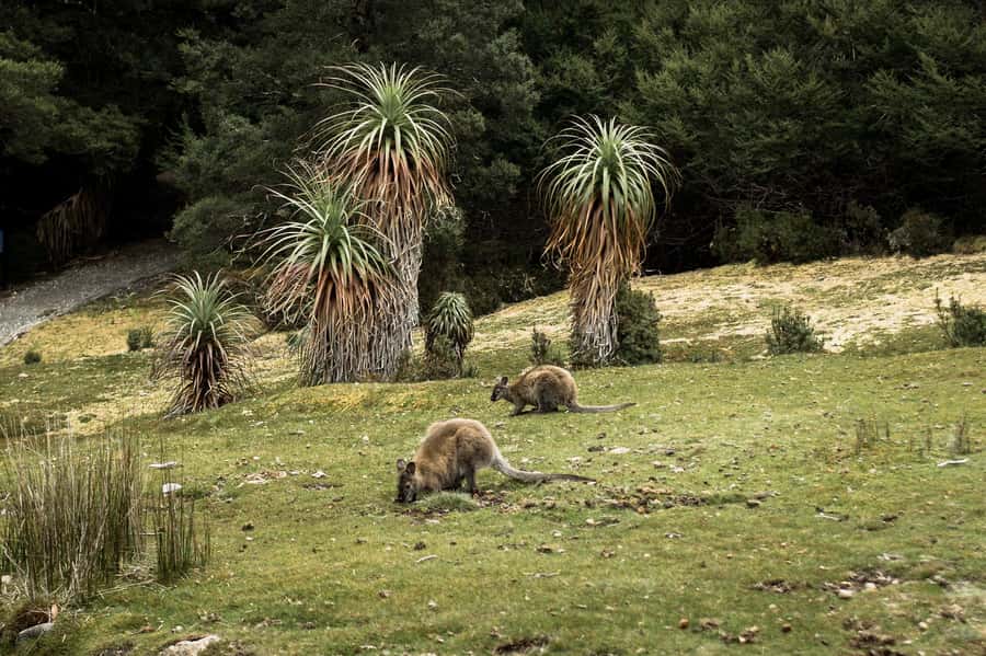 Cradle Mountain National Park by Coach from Launceston - The Enchanted Forest and Waldheim Chalet