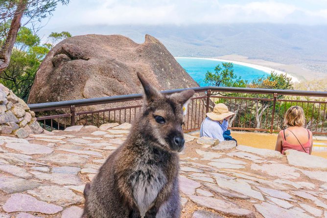 Cradle Mountain OMG! Hobart to Cradle Active Day Trip - Marion’s Lookout is the reward for fit walkers