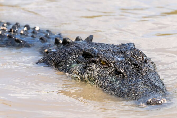 Crocodile Jumping Boat Cruise with Transfer from Darwin - The Humpty Doo Tavern stop