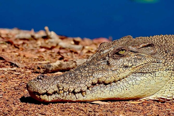 Crocodile Jumping Boat Cruise with Transfer from Darwin - Returning to Darwin before lunch