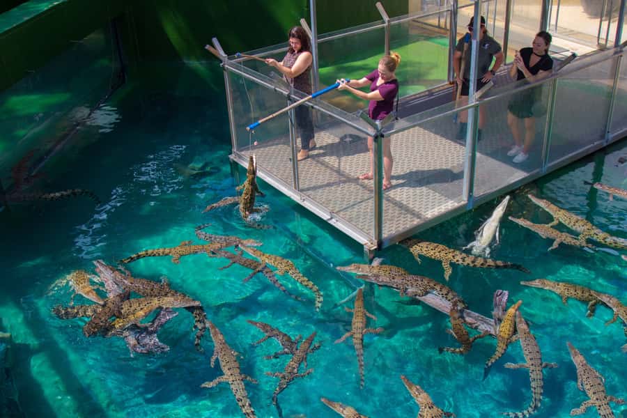 Crocosaurus Cove General Admission Ticket - The big-croc feedings are the best timed event