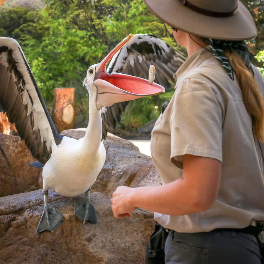 Currumbin Wildlife Sanctuary Entry Ticket - Kangaroos provide the most hands-on animal moment