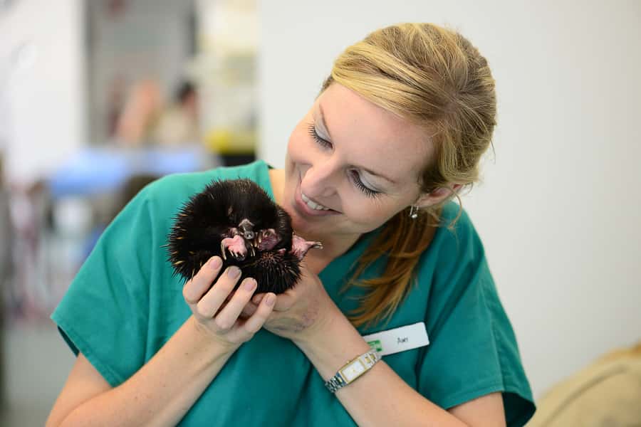 Currumbin Wildlife Sanctuary Entry Ticket - Wild Skies turns native birds into the main event