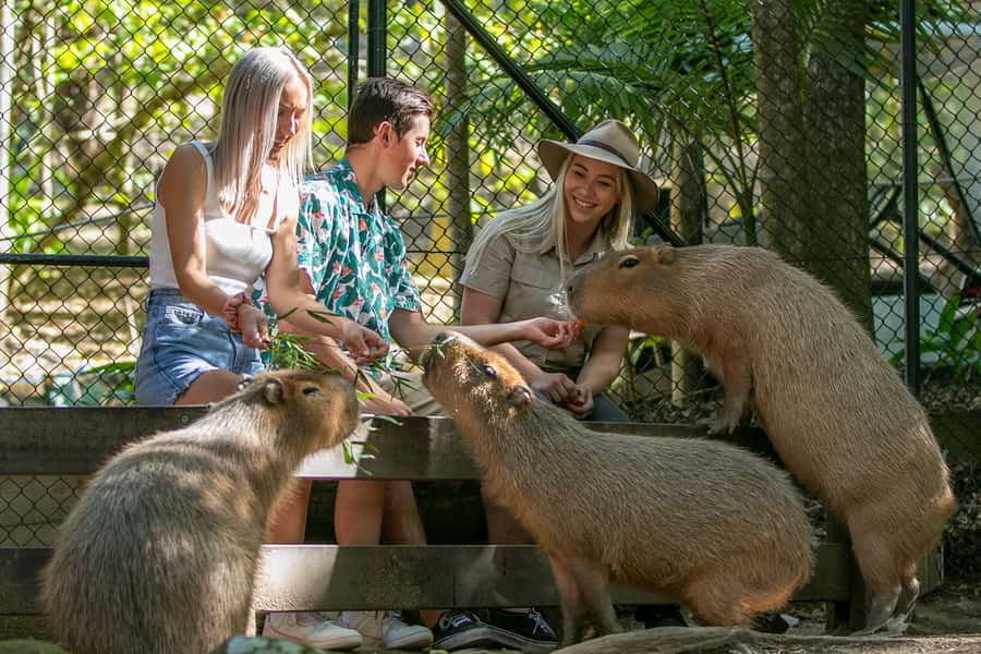 Currumbin Wildlife Sanctuary Entry Ticket - Lost Valley and Extinction Trail change the pace