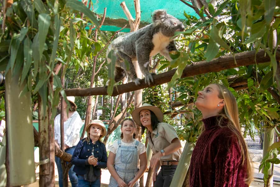 Currumbin Wildlife Sanctuary Entry Ticket - Outback Springs offers an Australian adventure theme