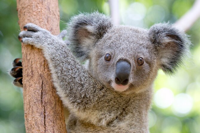 Currumbin Wildlife Sanctuary General Entry Ticket - Why Currumbin Works Better Than a Quick Zoo Visit
