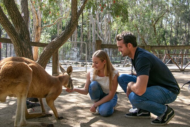 Currumbin Wildlife Sanctuary General Entry Ticket - Start With the Daily Show Schedule