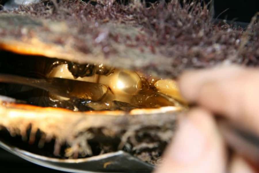 Cygnet Bay Pearl Farm Behind-the-Scenes Tour & Live Harvest - The pearl-grading session turns curiosity into useful knowledge