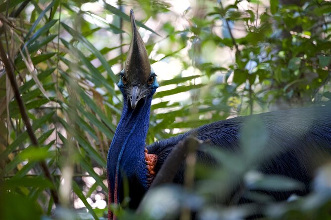 Daintree, Cape Tribulation & River Cruise from Port Douglas - Mossman Gorge: a strong start in the southern Daintree