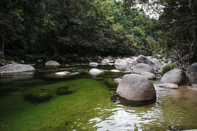 Daintree, Cape Tribulation & River Cruise from Port Douglas - Boardwalks and the living rainforest
