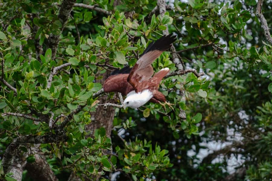 Daintree: Guided Daintree River Wildlife Cruise - Key points to know before you go