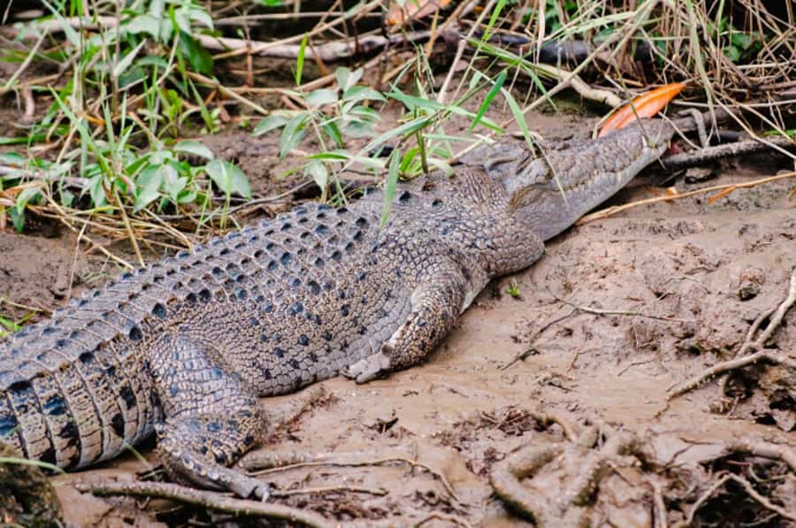 Daintree: Guided Daintree River Wildlife Cruise - Meeting the river at Bruce Belcher & Son
