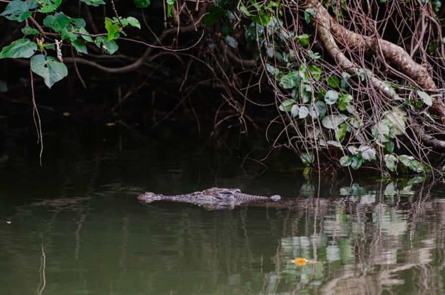 Daintree: Guided Daintree River Wildlife Cruise - Why the guide makes the short trip worthwhile