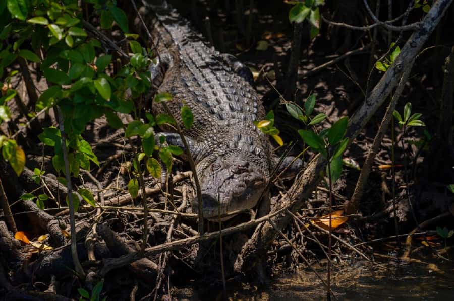 Daintree: Guided Daintree River Wildlife Cruise - How good is the $28 value?