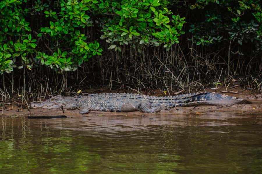 Daintree: Guided Daintree River Wildlife Cruise - Who will enjoy this Daintree cruise?