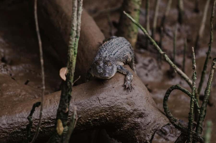 Daintree: Guided Daintree River Wildlife Cruise - A local operator with a personal feel
