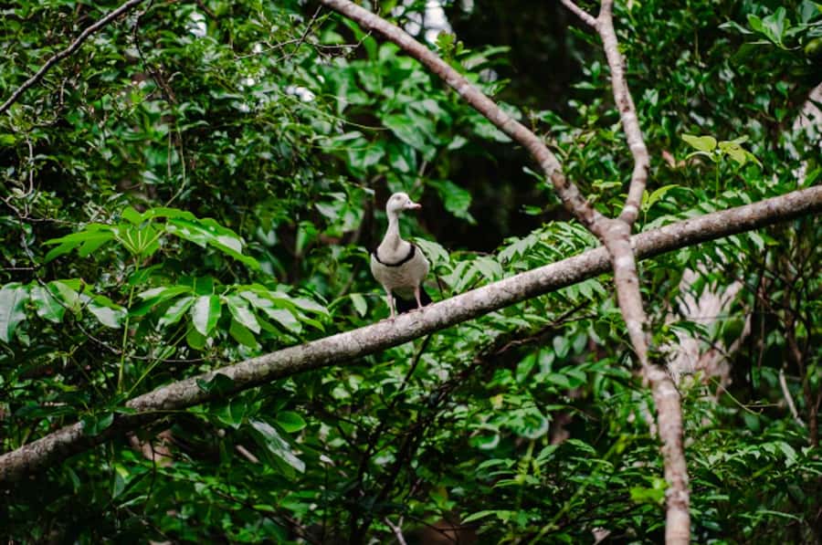 Daintree: Guided Daintree River Wildlife Cruise - One hour among mangroves and crocodiles