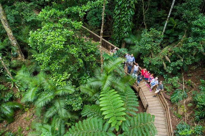 Daintree Rainforest and Cape Tribulation Full Day Tour - Key points at a glance