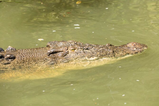 Daintree Rainforest and Cape Tribulation Full Day Tour - Cape Tribulation, where forest meets reef