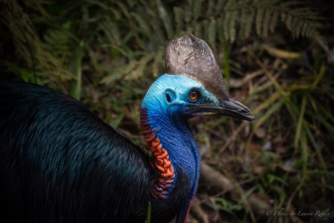 Daintree Rainforest, Mossman Gorge Small-Group from Port Douglas - Crocodile country on the Daintree River