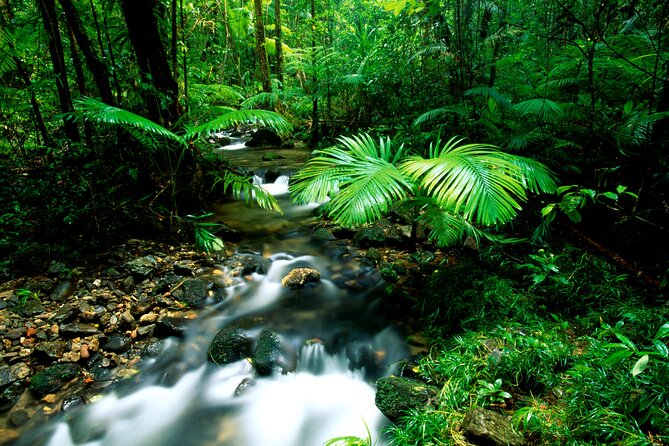 Daintree Rainforest, Mossman Gorge Small-Group from Port Douglas - Lunch, tropical fruit, and a possible swim