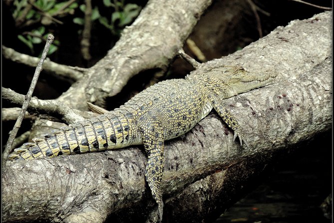 Daintree Rainforest, Mossman Gorge Small-Group from Port Douglas - The Daintree Ice Cream Company is optional