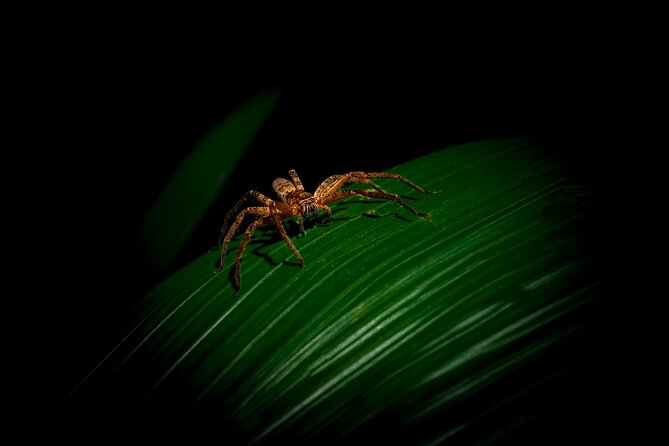 Daintree Rainforest Night Walk in Cape Tribulation - Key points for your Daintree night walk