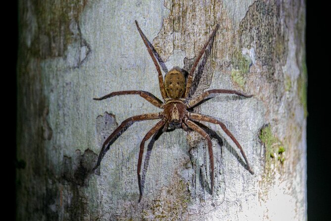 Daintree Rainforest Night Walk in Cape Tribulation - Why the Daintree is worth seeing at night