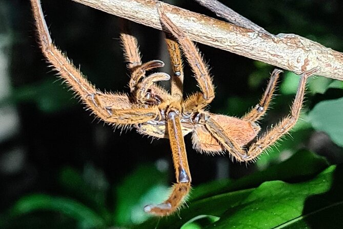 Daintree Rainforest Night Walk in Cape Tribulation - The guide is the real feature