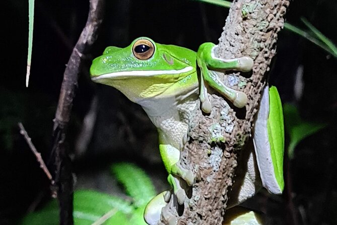 Daintree Rainforest Night Walk in Cape Tribulation - Who should book this walk?