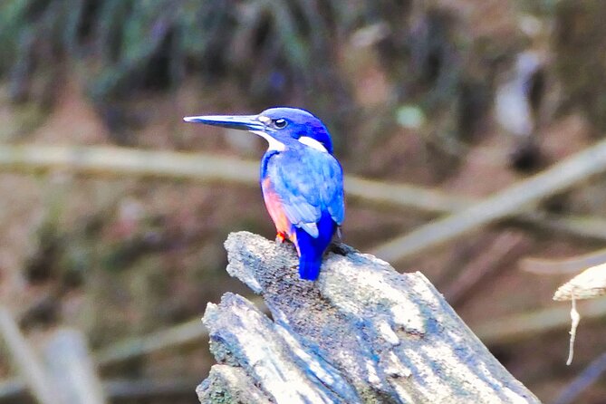 Daintree River Cruise - Key points to know before you go