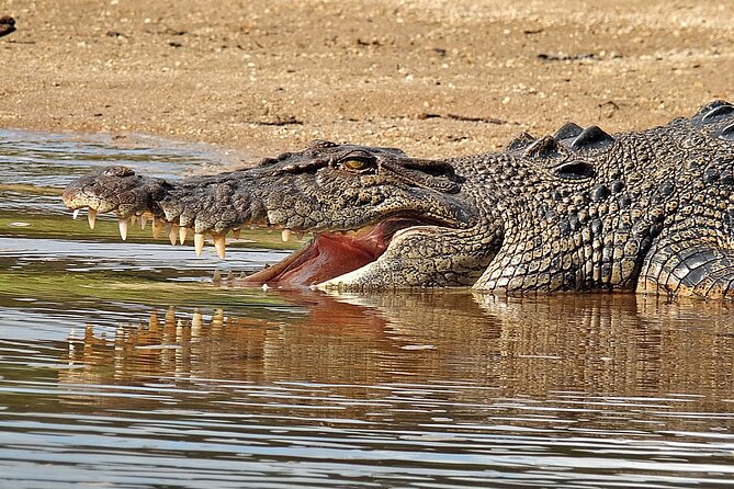 Daintree River Cruise - Daintree Village: the upper river and better birdwatching