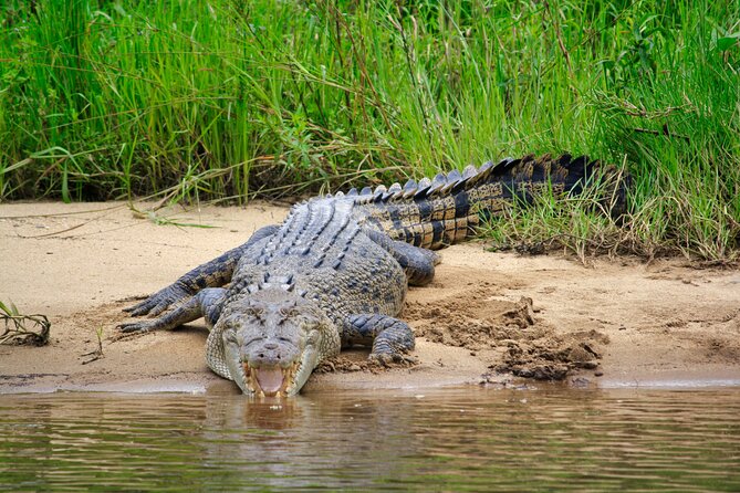 Daintree River Cruise - Guides who make the difference
