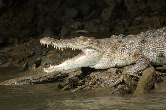 Daintree River Cruise - Is $25 good value?