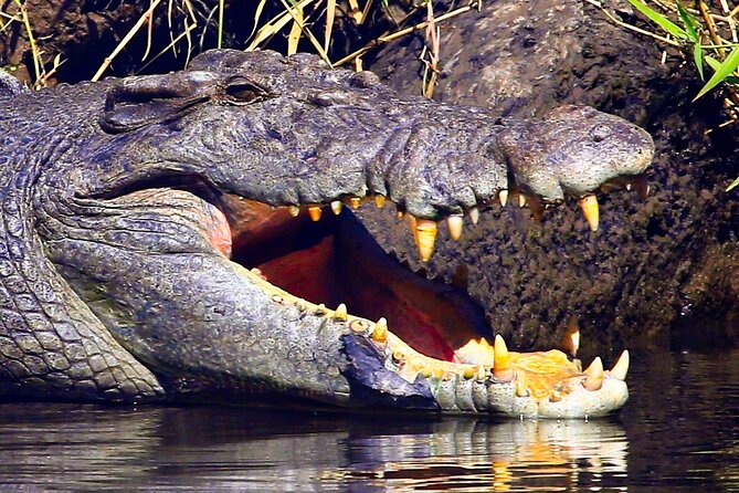 Daintree River Cruise - How to get the most from the hour