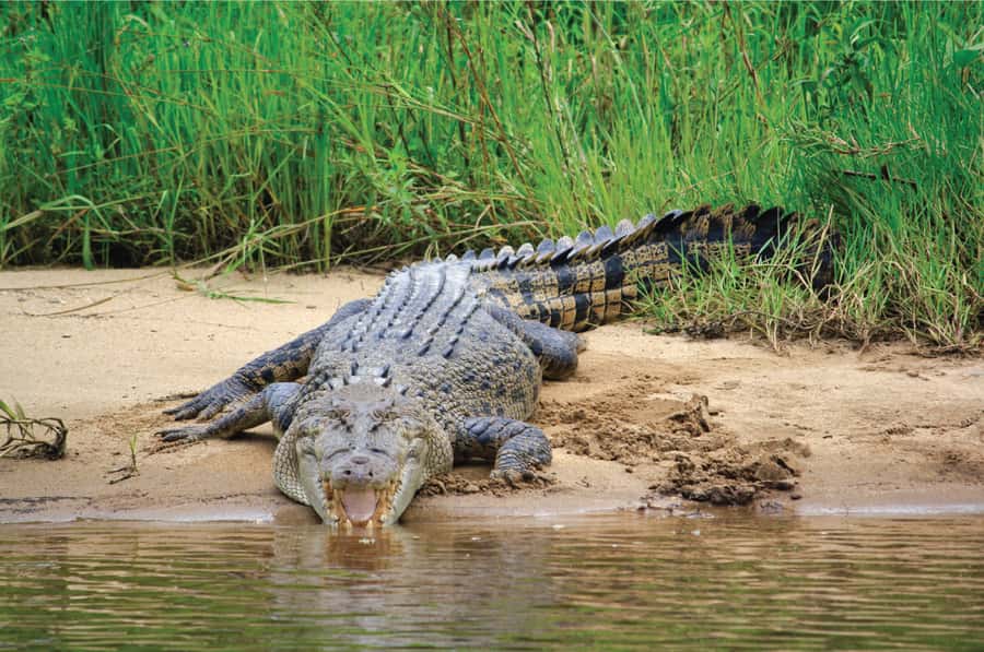 Daintree: River Rainforest Crocodile & Wildlife Cruise (DV) - Lower Daintree: mangroves and a different chance at wildlife