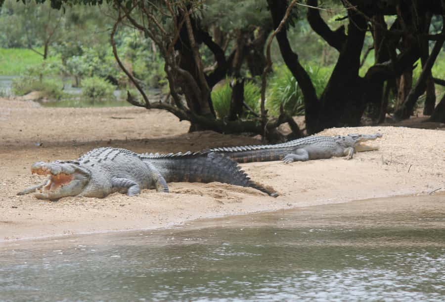 Daintree: River Rainforest Crocodile & Wildlife Cruise (DV) - Why two cruises are better than one