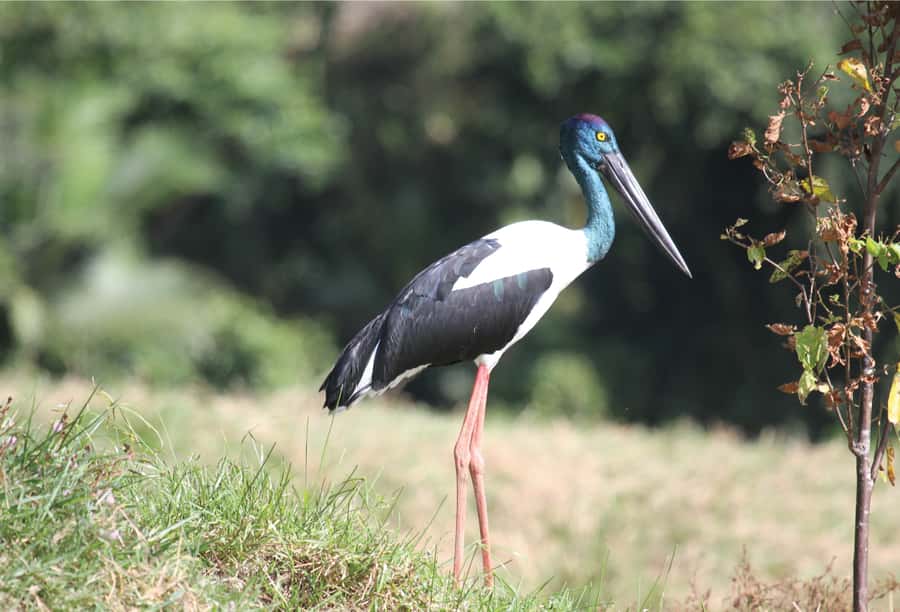 Daintree: River Rainforest Crocodile & Wildlife Cruise (DV) - Guides make the difference