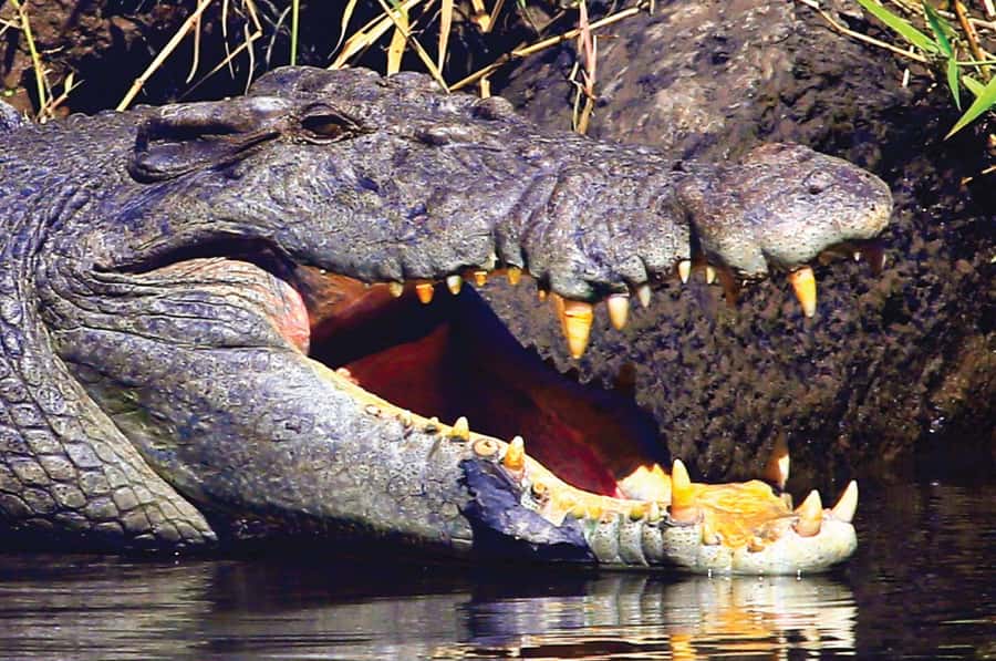 Daintree: River Rainforest Crocodile & Wildlife Cruise (DV) - Weather, tides, and the reality of wild animals