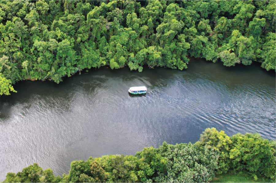 Daintree: River Rainforest Crocodile & Wildlife Cruise (DV) - Wildlife beyond crocodiles