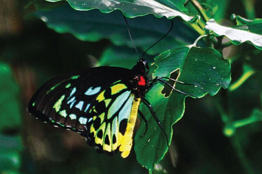 Daintree: River Rainforest Crocodile & Wildlife Cruise (DV) - Meeting points and planning the day