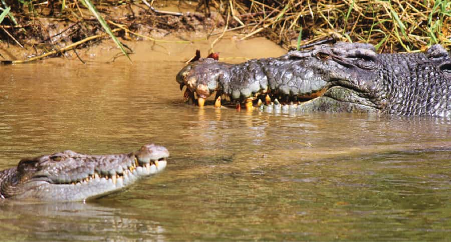 Daintree River Rainforest: Crocodile & Wildlife Cruises (DG) - Following the river for one hour