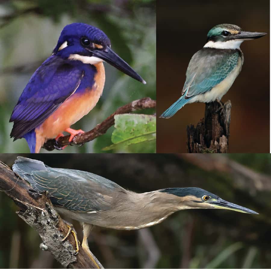 Daintree River Rainforest: Crocodile & Wildlife Cruises (DG) - What the guide adds to the experience