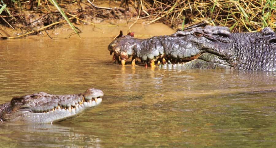 Daintree River Rainforest: Crocodile & Wildlife Cruises (DG) - Photography from a moving boat