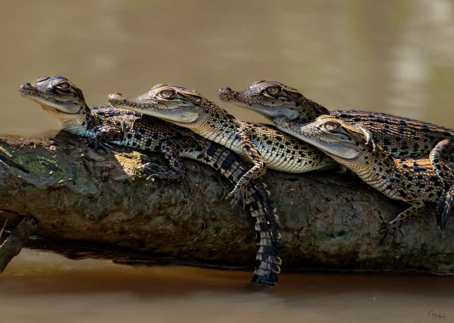 Darwin: Adelaide River Cruises, Jumping Crocodile Experience - Why the Adelaide River crocodile cruise is so memorable