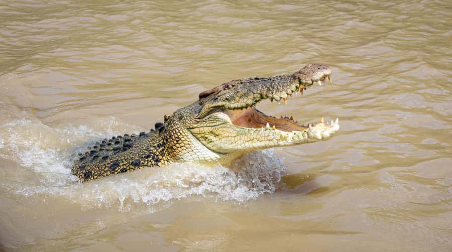 Darwin: Adelaide River Cruises, Jumping Crocodile Experience - What happens during the one-hour boat trip